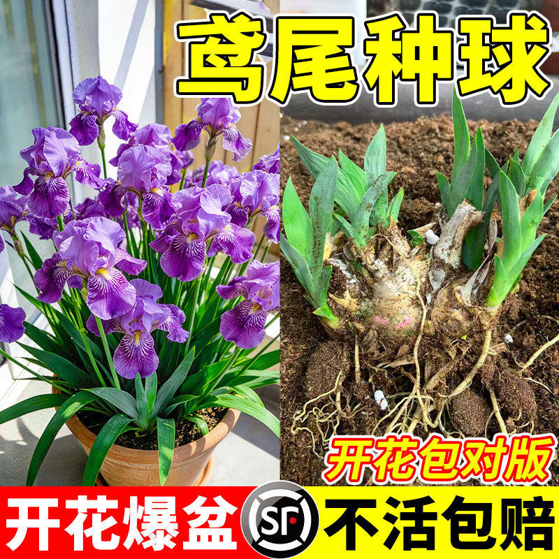德国鸢尾种球多年生阳台盆栽庭院室外多年生耐热耐寒花绿植物花苗