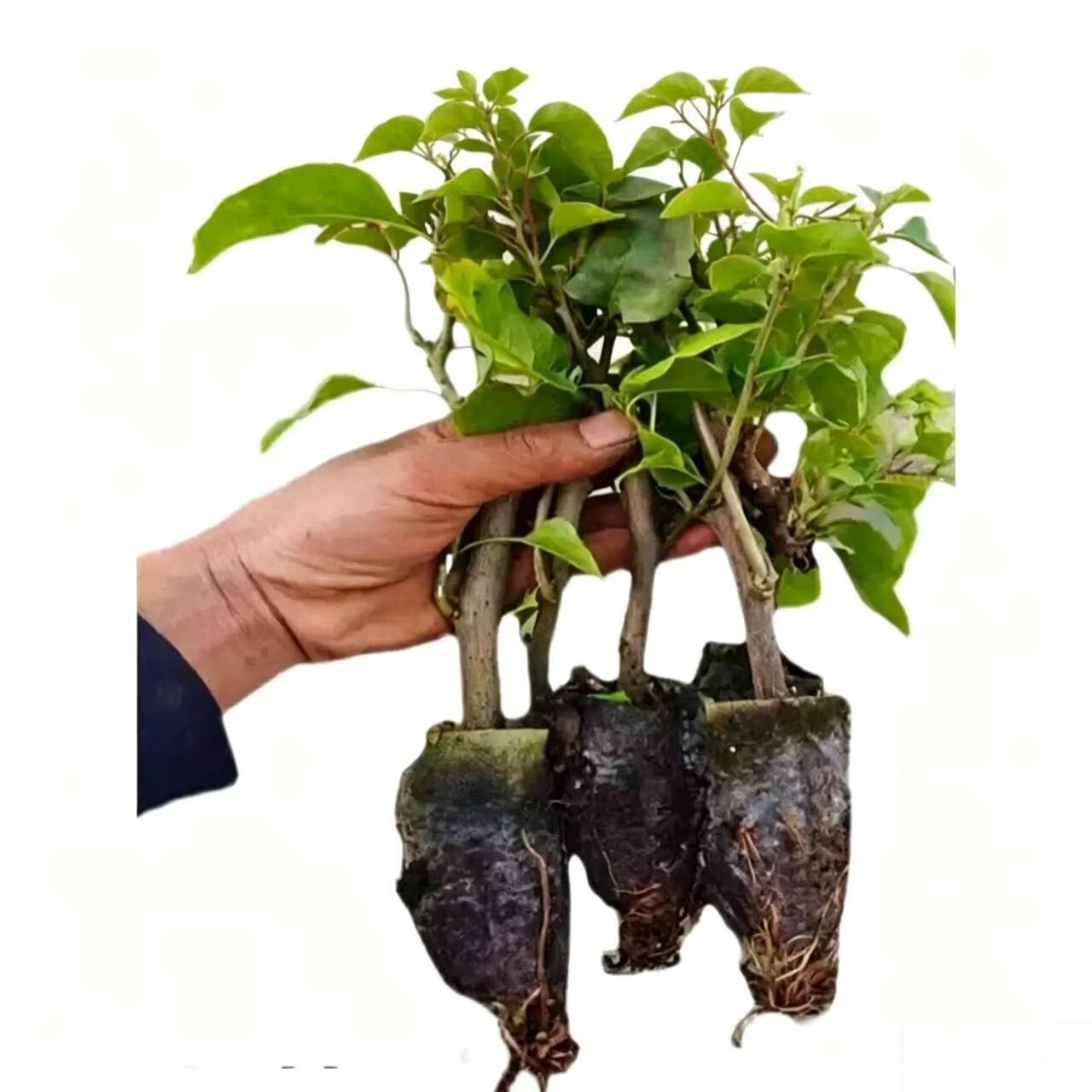15元3棵 三角梅盆栽勤花精品重瓣三角梅苗爬藤花卉植物老桩