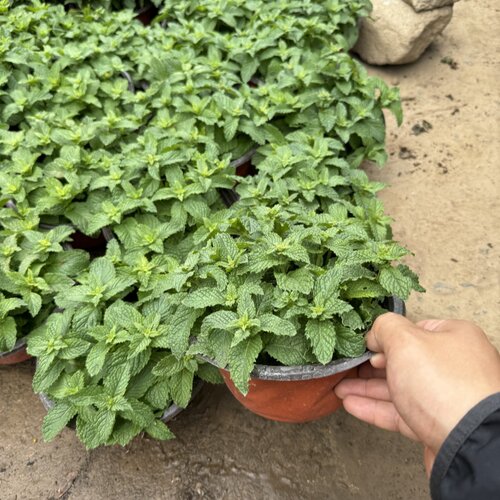 薄荷叶迷迭香盆栽牛排用可