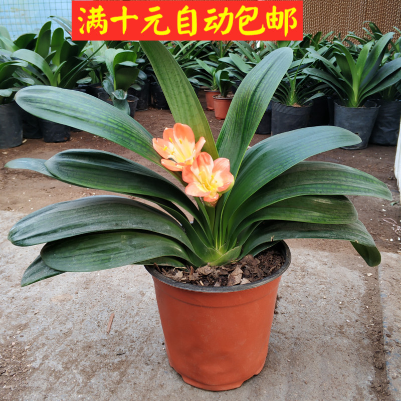 君子兰小苗室内盆栽四季花卉观小苗室内花盆栽植物植物君子兰花苗