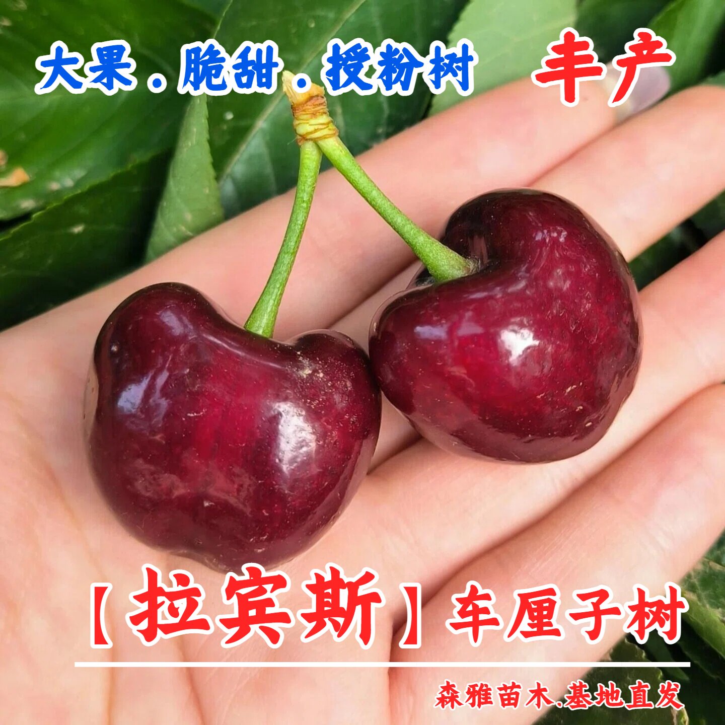 自花授粉樱桃树苖嫁接拉宾斯大樱桃苗授粉树车厘子树苗南北方种植
