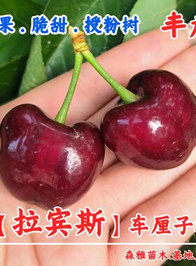自花授粉樱桃树苖嫁接拉宾