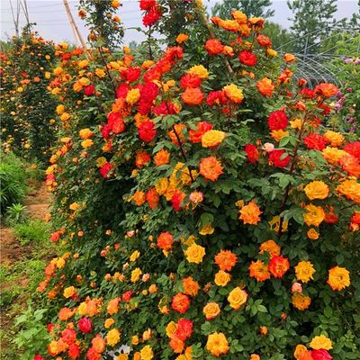 藤本月季彩虹植物花苗大