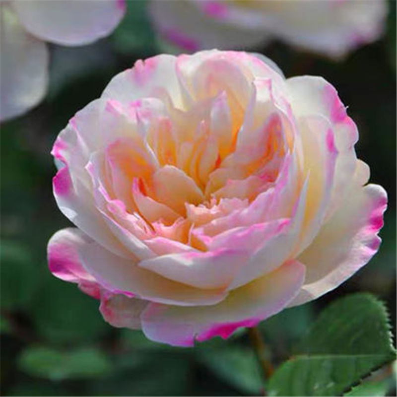 女神月季花苗青苹果香味大花浓香