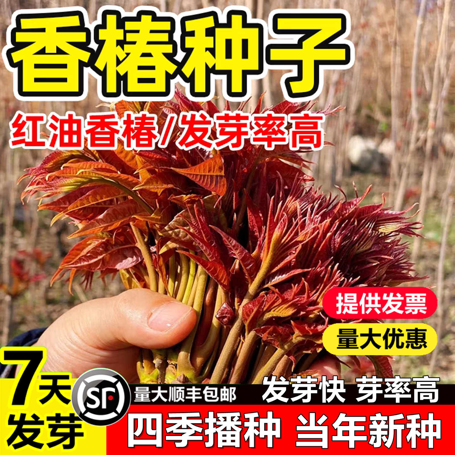 香椿籽种籽红油四季香椿树苗芽种孑水培种植树种嫩芽四川云南香椿