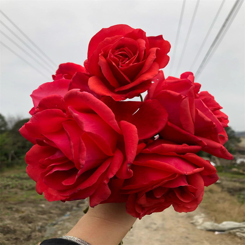 大花月季苗绯扇扉强香巨