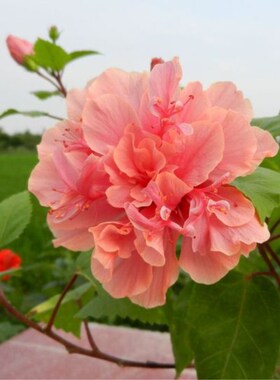 四季盆栽扶桑苗大花苗重瓣红色朱瑾牡丹苗室内阳台绿植物