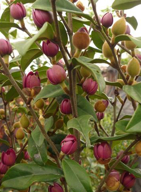 多花含笑花苗 紫色含笑 红花含笑盆栽花卉绿植 浓香植物 香蕉花