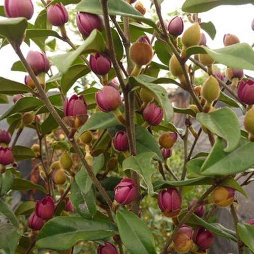 绿植紫色含笑盆栽香蕉花