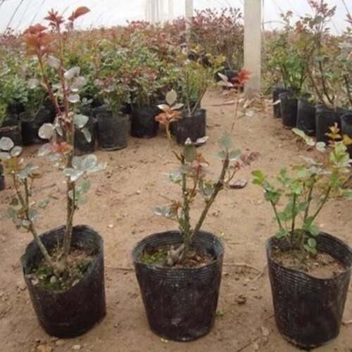 月季花苗盆栽地栽花苗灌木蔷薇苗