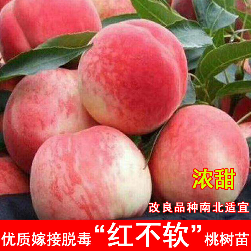 嫁接红不软桃树苗晚熟8月成熟脆甜桃子苗南北种植当年结果果树苗