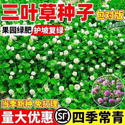 红白三叶草种子耐寒耐旱