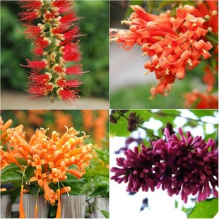 鞭炮花苗 炮仗花苗攀援花卉红爆竹花 炮仗花树苗盆栽阳台种植