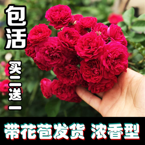 甜蜜红木香黄花苗庭院四季