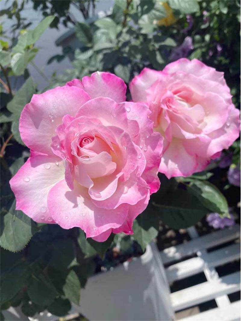 真品六翼天使月季扦插花苗河本天使系列庭院四季阳台花卉浓香小苗