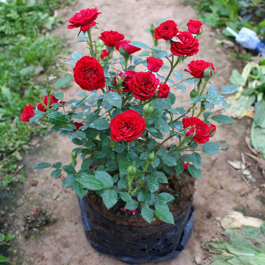 欧月无条件的爱月季 月季花苗 多花月季 庭院盆栽月季花很多