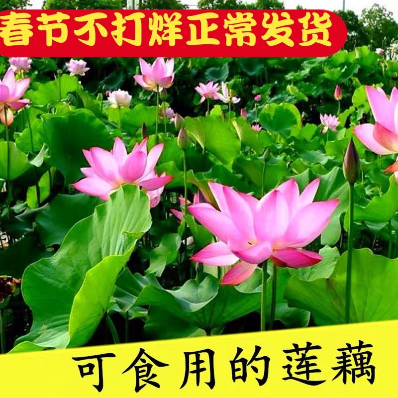 大型池塘观赏荷花苗种藕苗 莲藕种苗 盆栽荷花种根苗莲藕苗莲花苗