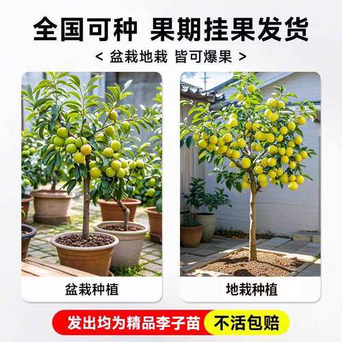 蜂糖李子树苗盆栽南北可种