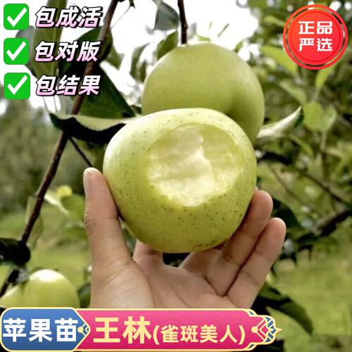 嫁接王林青苹果树苗特大脆