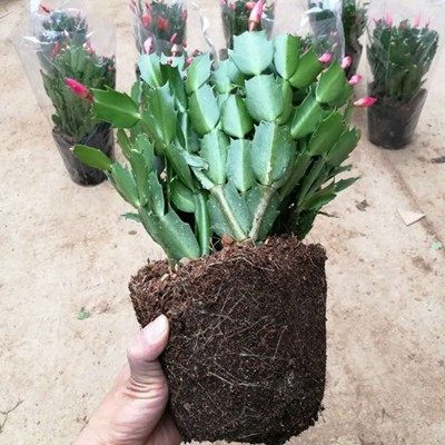 蟹爪兰带花苞多色兰苗花卉植物