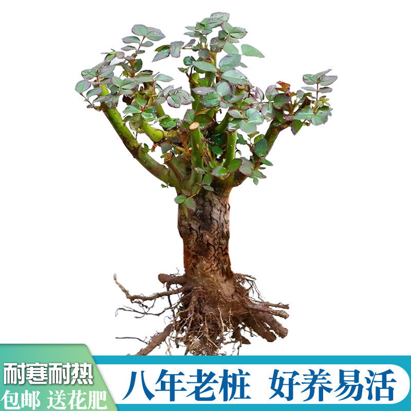 山东直发8年玫瑰老桩切花盆栽图片