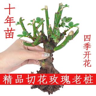 玫瑰花苗盆栽老根带花苞花卉植物室内阳台四季开花特大花月季蔷薇