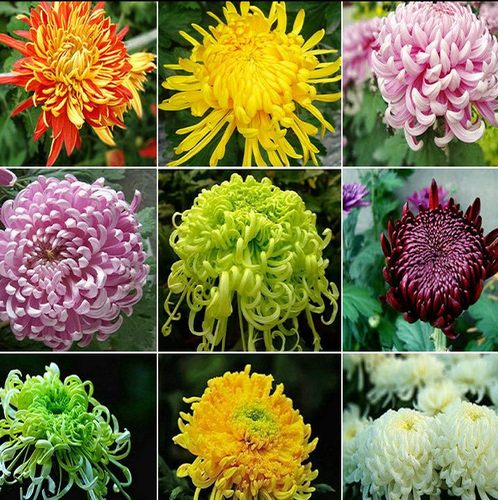 大菊室内庭院当年开花菊花苗