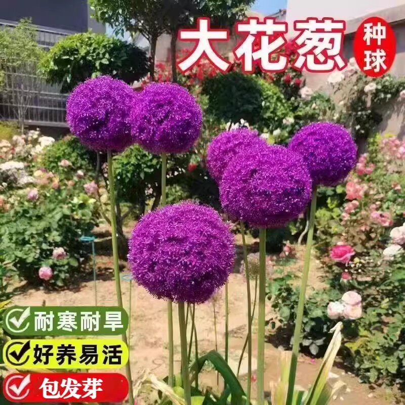 大花葱种球荷兰进口耐寒花卉盆栽植物庭院地栽大葱花球根四季易活