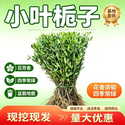 栀子花树苗小叶浓香型大庭