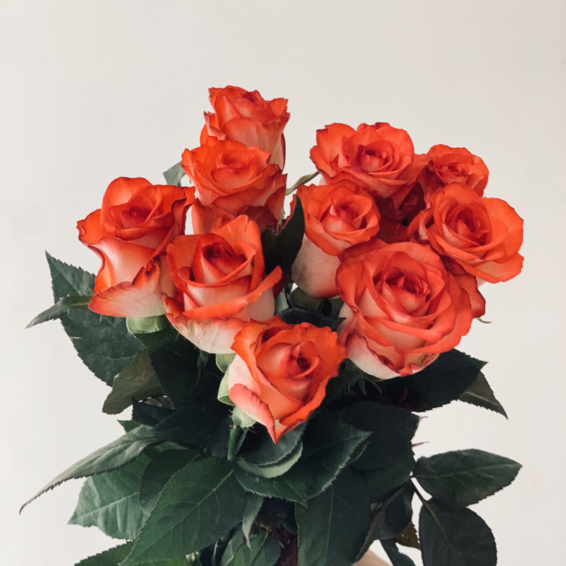 胭脂扣   肯尼亚玫瑰苗 雅西卡 大花复色养眼好看阳台绿植盆栽