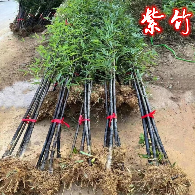 紫竹苗矮化名贵品种黑墨乌