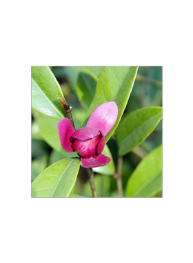 多花含笑花苗 紫色含笑 红花含笑盆栽花卉绿植 浓香植物 香蕉花