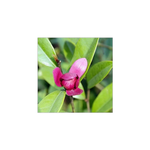 多花含笑花苗 紫色含笑 红花含笑盆栽花卉绿植 浓香植物 香蕉花