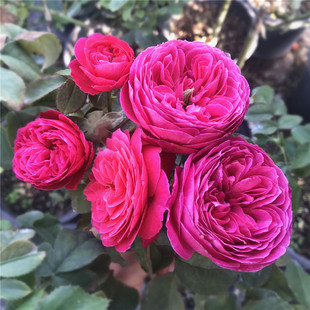 【肯特公主】月季花苗藤本灌木绿植玫瑰室内花卉盆栽蔷薇观花植物