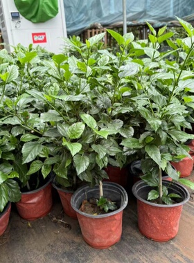 扶桑花苗四季重瓣盆栽红色朱瑾牡丹草花卉植物室内阳台绿植