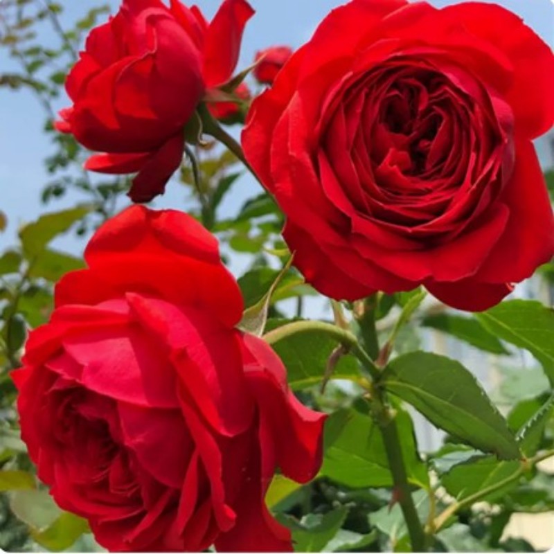 正红色大花欧月苹果多季开