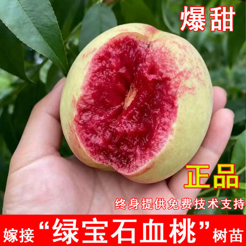 绿宝石血桃树苗新品种9月