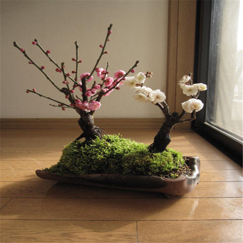 庭院花卉 腊梅 红梅 乌梅 绿梅 白梅 素心腊梅树苗梅花盆景树桩