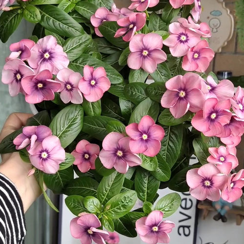 长春花嫁接苗盆栽带花卉观花植物