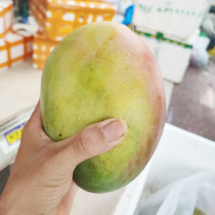顺丰装树上熟海南三亚澳芒大芒果10斤新鲜水果装季节