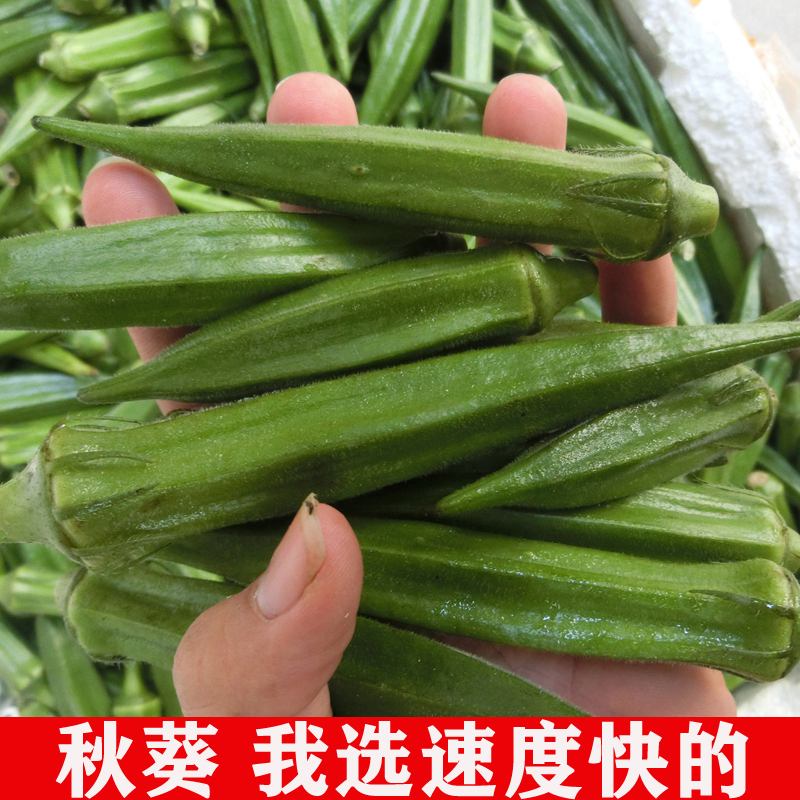 空运发货快海南新鲜黄秋葵