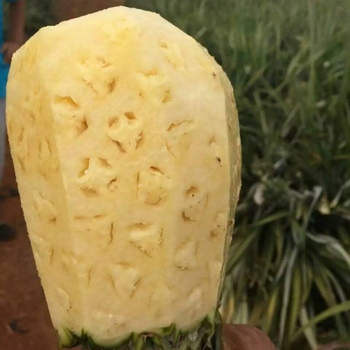 顺丰海南甜蜜凤梨新鲜采摘发货