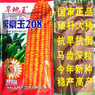 正品四川国审高产优质杂交玉米种子帮豪玉矮杆大棒苞谷种抗旱抗倒