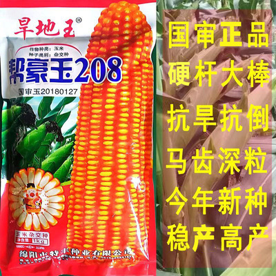 正品四川国审高产优质杂交玉米种子帮豪玉矮杆大棒苞谷种抗旱抗倒