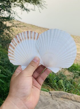 扇贝壳装饰手工天然创意