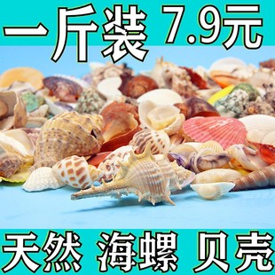 包邮🍬 天然贝壳海螺手工diy幼儿园环创意玩具礼物鱼缸造景装 饰材料