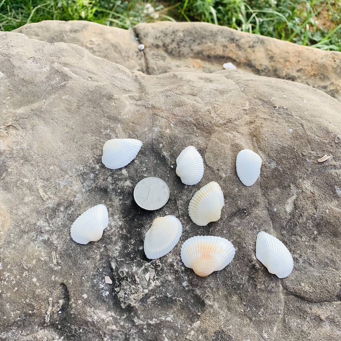白色椰子贝天然贝壳海螺海星鱼缸造景幼儿园手工diy漂流瓶装饰