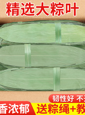 粽子叶粽叶干大号棕叶新鲜包粽子的竹叶子干粽叶商用箬叶批发材料