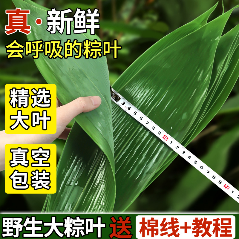 粽子叶粽叶新鲜大号棕叶粽叶干包粽子的叶子竹叶商用箬叶批发材料