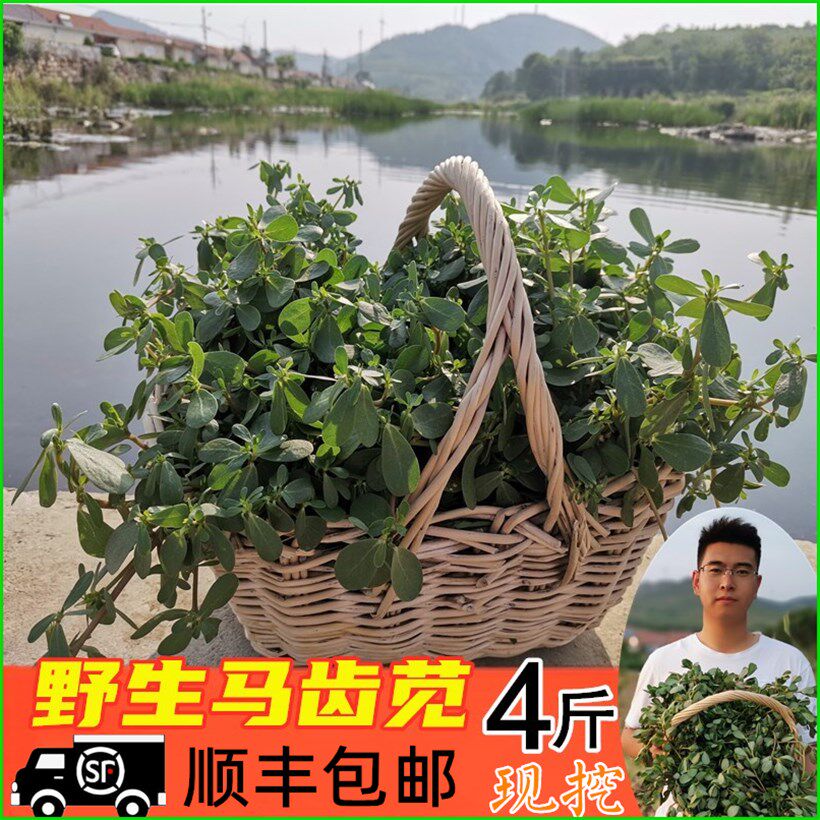 顺丰包邮4斤马齿苋新鲜野生 食用新鲜马蜂菜 山东 带根山野长寿菜